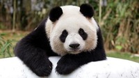 Panda bernama Ai Bao dari kebun binatang Yongin di Korea Selatan ini wajahnya bikin gemas. Istimewa/Chung Sung Jun/Getty Images.