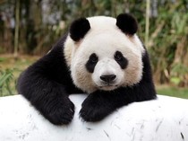 Panda Kembar Tokyo Pulang ke China, Jepang Terancam Tanpa Panda