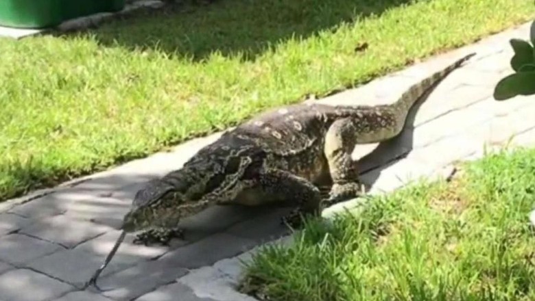 Keluarga di Florida Diteror Kadal Raksasa Berminggu-minggu Keluarga di Florida Diteror Kadal Raksasa Berminggu-minggu
