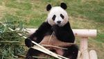 Melihat Tingkah Laku Panda yang Bikin Gemas