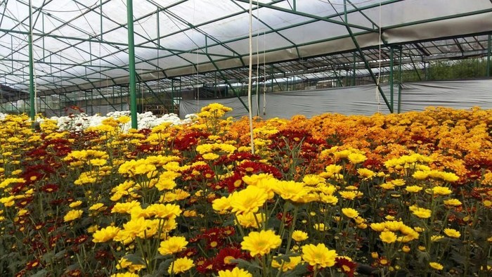 Bunga Krisan di Cianjur