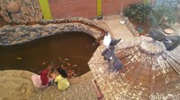 Jika ingin memberi makan burung dan ikan, cukup membayar Rp 20 ribu. (Angling/detikTravel)