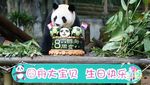 Melihat Tingkah Laku Panda yang Bikin Gemas