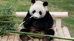 Melihat Tingkah Laku Panda yang Bikin Gemas