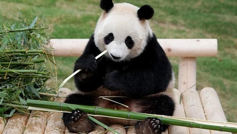 Demi Panda Xiang Xiang Ribuan Orang Padati Kebun Binatang