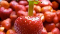Untuk melepaskan bagian daun di atas buah strawberry, cukup menusuk bagian bawahnya dengan sedotan. Foto: Istimewa