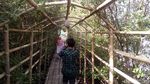 Foto: Hutan Mangrove di Kulon Progo, Begini Cantiknya