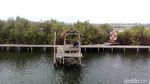 Foto: Hutan Mangrove di Kulon Progo, Begini Cantiknya