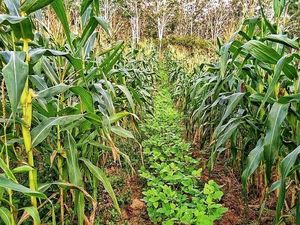 Panen saat Hujan, Jokowi Siapkan 900 Ribu Alat Pengering Jagung