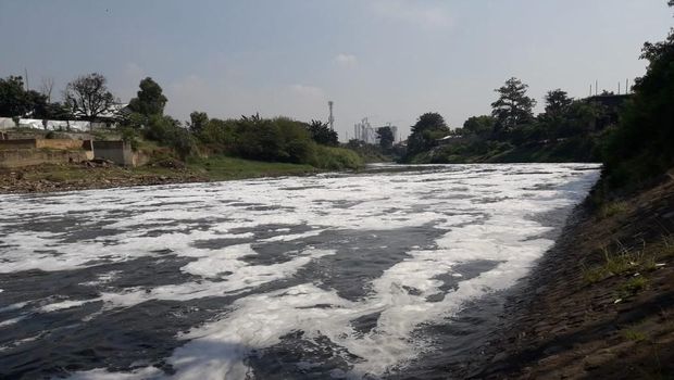 Busa terhampar di sepanjang Kali Bekasi