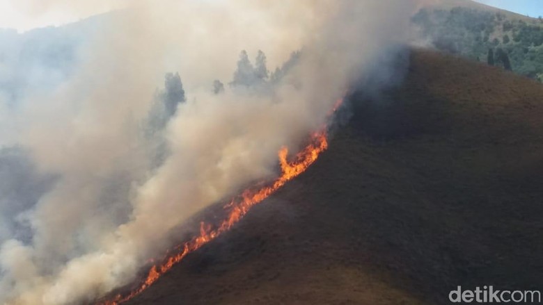 Rumput dan pepohonan yang terbakar di Bromo (M Rofiq/detikTravel) Rumput dan pepohonan yang terbakar di Bromo (M Rofiq/detikTravel)