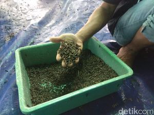 Cerita Sukses Warga Lamongan Ternak Lalat Tentara Hitam, Seperti Apa Sih?