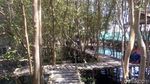 Foto: Hutan Mangrove di Kulon Progo, Begini Cantiknya