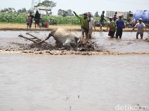 Meriahnya Karapan Sapi Brujul Khas Probolinggo