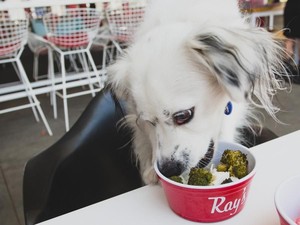 Asyik! Di Restoran Ini Bisa Makan Bareng Anjing Peliharaan