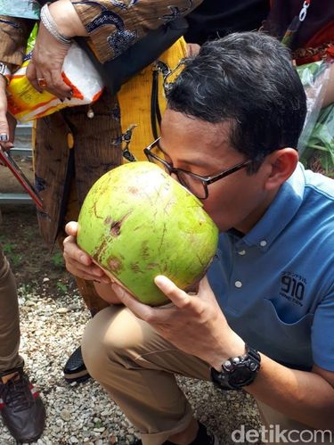 Sandiaga saat menenggak air kelapa muda