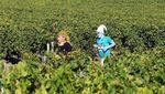 Foto: Cuma di Prancis, Lomba Lari Sambil Minum Wine