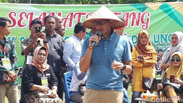Sandiaga sebelum memanen sawi