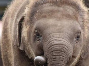 Anak Gajah di Riau Kembali Dievakuasi Usai Terjerat Perangkap