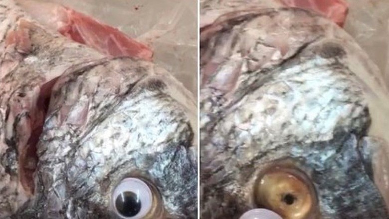 Tipu-tipu Pedagang di Kuwait: Ikan Ditempeli Mata Mainan Agar Segar Tipu-tipu Pedagang di Kuwait: Ikan Ditempeli Mata Mainan Agar Segar