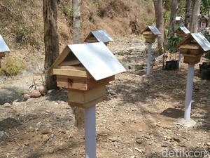 Melihat Budidaya Tawon Klanceng di Purworejo