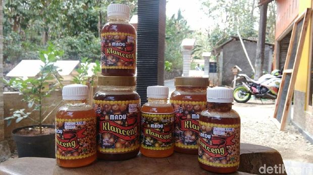 Melihat Budidaya Tawon Klanceng di Purworejo