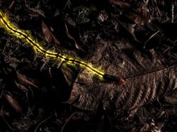 Karya Finalis Wildlife Photographer of the Year Bikin Terpukau