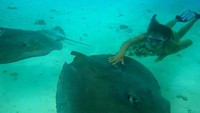 Snorkeling di Bora-bora, Josephine bertemu dengan ikan pari lho. (josephineskriver/Instagram)