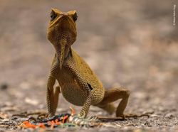 Karya Finalis Wildlife Photographer of the Year Bikin Terpukau