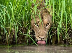 Karya Finalis Wildlife Photographer of the Year Bikin Terpukau