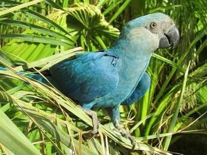 8 Spesies Burung Diprediksi Punah Abad Ini
