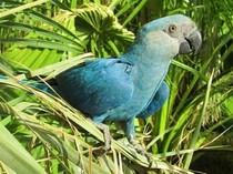 Mengapa Jumlah Burung di Bumi Sangat Banyak? Ini Kata Ilmuwan