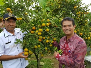 Peluang Pasar Besar,  Dorong Budidaya Jeruk Siam
