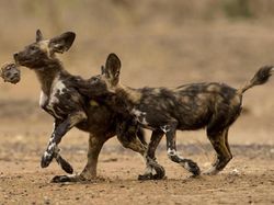 Karya Finalis Wildlife Photographer of the Year Bikin Terpukau