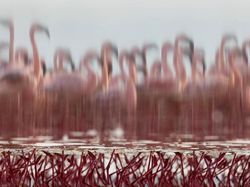 Karya Finalis Wildlife Photographer of the Year Bikin Terpukau