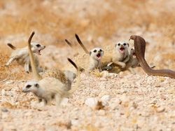 Karya Finalis Wildlife Photographer of the Year Bikin Terpukau