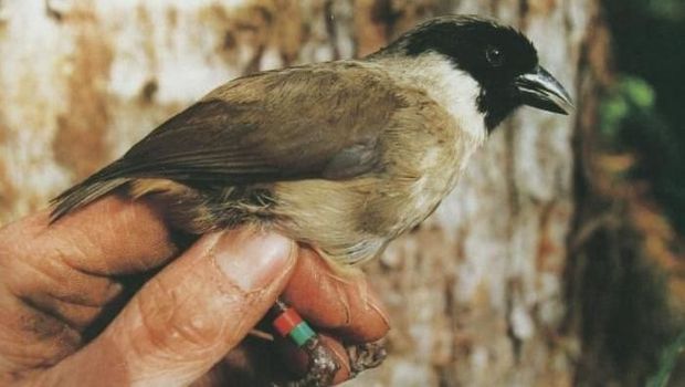 8 Spesies Burung Diprediksi Punah Abad Ini