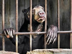 Karya Finalis Wildlife Photographer of the Year Bikin Terpukau