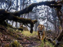 Karya Finalis Wildlife Photographer of the Year Bikin Terpukau