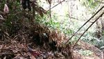 Foto: Ritual Lempar Celana Dalam yang Aneh di Ciamis