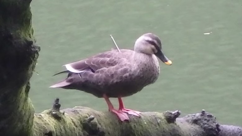 Penampakan Bebek dengan Punggung Tertancap Panah di Tokyo Penampakan Bebek dengan Punggung Tertancap Panah di Tokyo