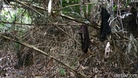 Hasilnya, setiap Kamis siang atau Jumat siang banyak pakaian dalam ditemukan berserakan di sekitar lokasi, baik yang tergeletak di tanah ataupun yang tersangkut di pohon bambu. (Dadang Hermansyah/detikTravel)