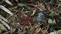 Ritual itu sudah ada sejak dulu, namun tidak ada yang mengetahui secara pasti awal mula yang membawa ritual itu. Karena masyarakat sekitar situs justru jarang yang melakukan ritual itu. (Dadang Hermansyah/detikTravel)