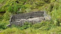Inilah kandang babi di Pegaf. Kalau babi betina muda lebih m‎ahal karena bisa beranak-pinak. Akan dihitung kelipatannya dikira-kira bisa beranak sampai berapa ekor dalam 10 kelahiran (Masaul/detikTravel)