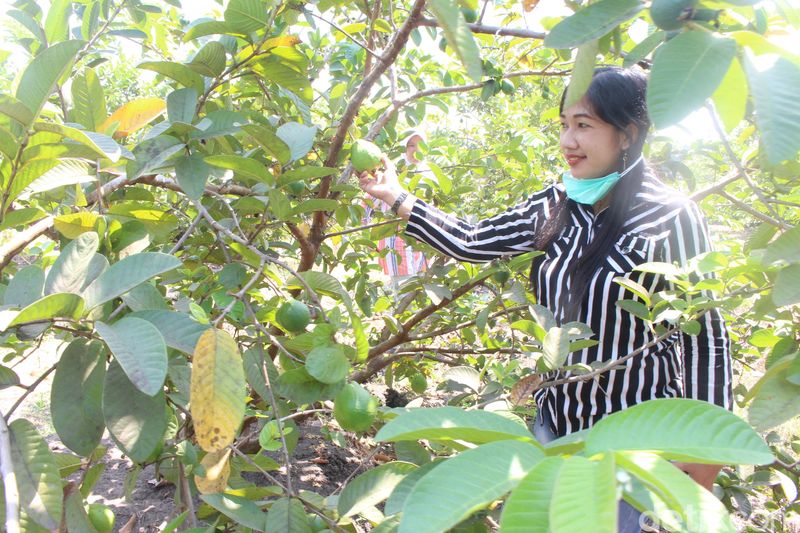 wisata kebun petik buah jambu di sidoarjo wisata kebun petik buah jambu di sidoarjo