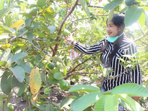 Coba Sensasi Wisata Kebun Petik Jambu di Sidoarjo