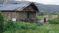 Suasana di Kabupaten Pegaf. Kalau menabrak babi di sana, kamu harus membayar babi sesuai jumlah puting susu. Paling mahal betina bisa sampai Rp 10 juta (Masaul/detikTravel)
