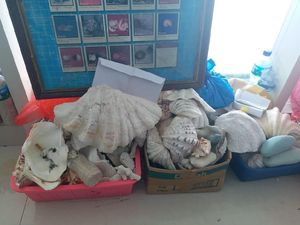 Kima, Kerang yang Mitosnya Jadi Obat Kuat & Suka Diambil Wisatawan