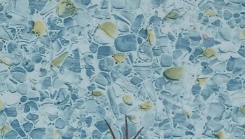 Begini bentuk bayangan laba-laba di dalam kolam renang, terlihat lebih gendut dibanding aslinya. (Foto: Boredpanda)