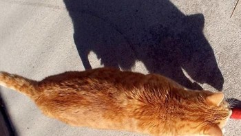 Seperti bayangan tikus tapi ternyata kucing. (Foto: Boredpanda)
